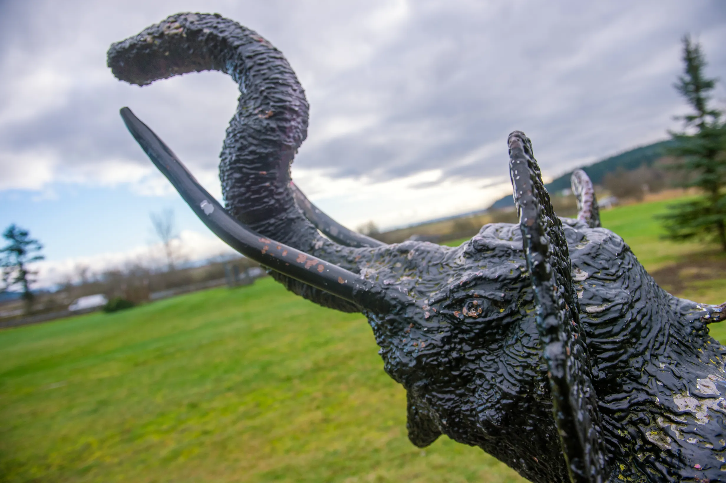 Lisa the Elephant — photo 4